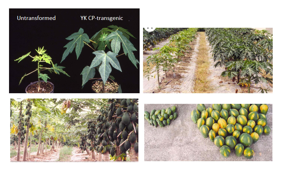 Figure2. Greenhouse and field tests of YK CP-transgenic papaya with excellent resistance to PRSV